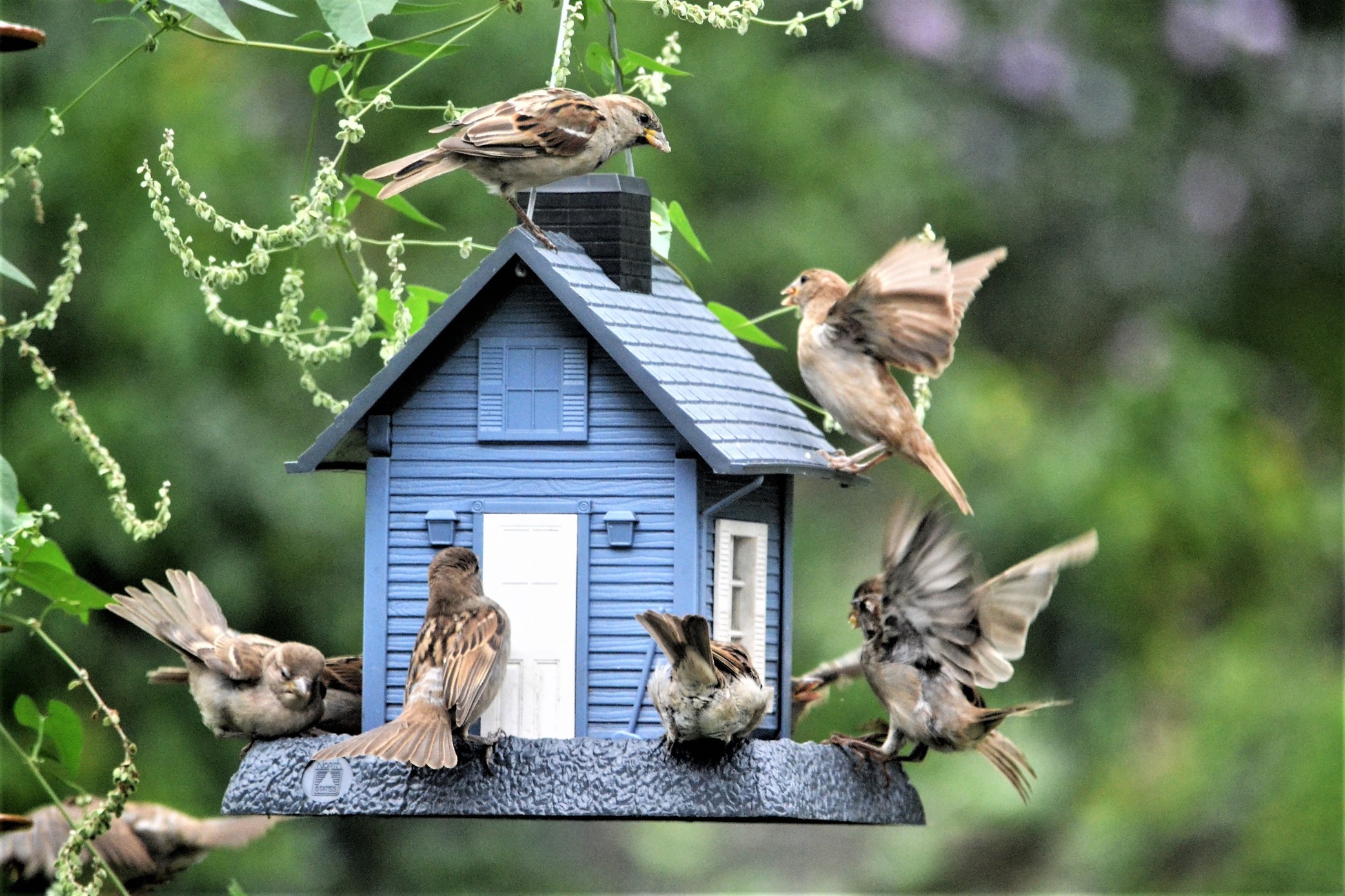 Vogelfutter - ideal für das eigene Vogelhaus im Garten Bild: @maginnis via Twenty20