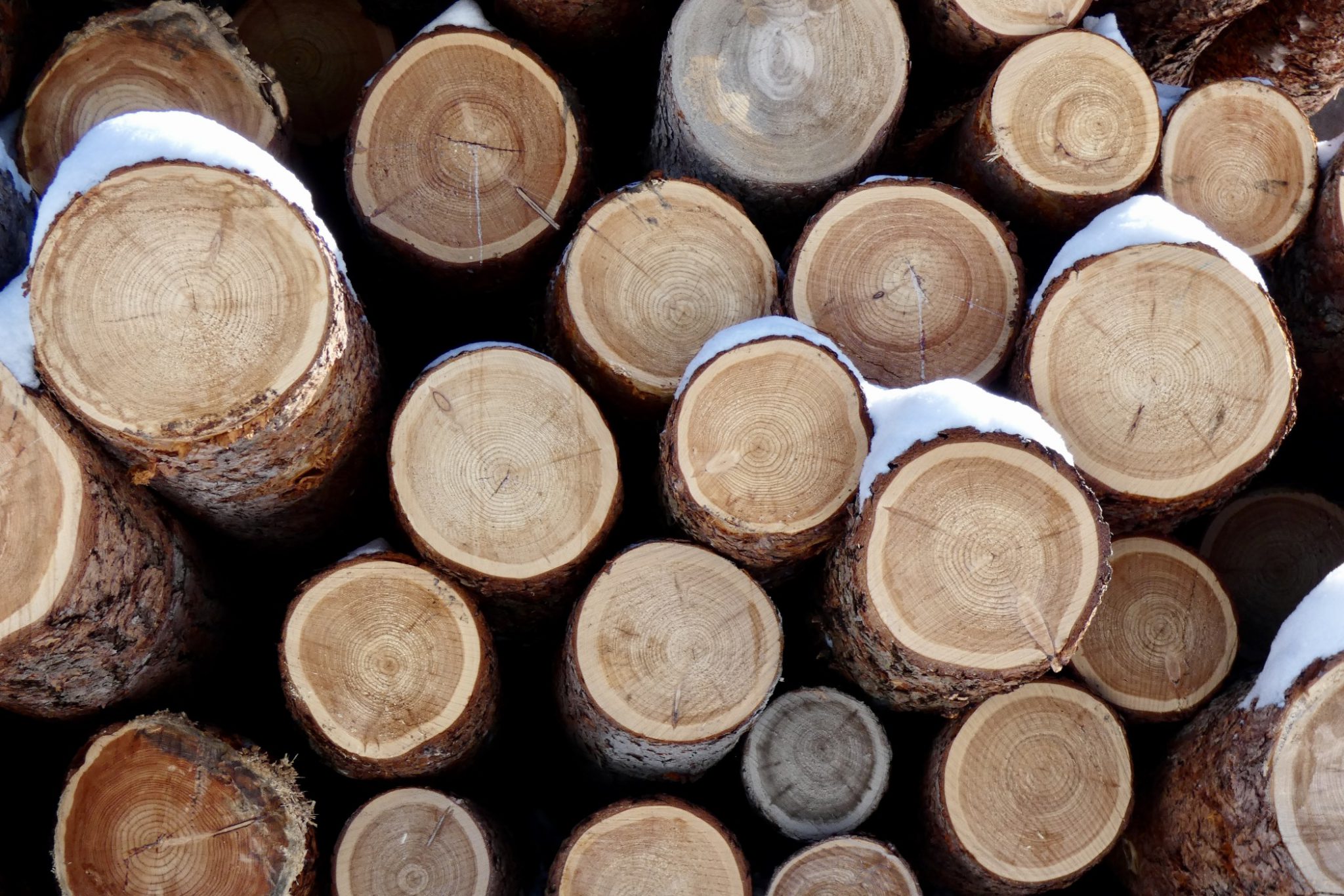 Lärchenholz für den Garten - Vorteile, Beispiele