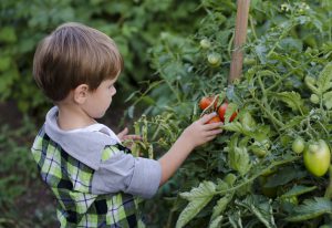 Tomatenpflanzen & die richtigen Nachbarn beachten! Bild: @yusanita.ru via Twenty20