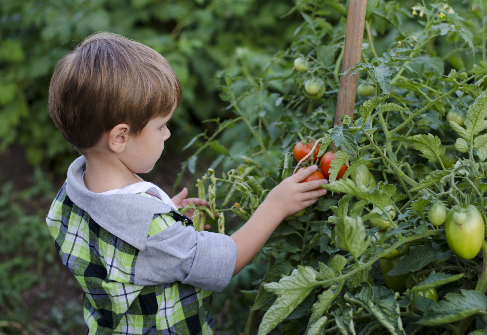Tomatenpflanzen & die richtigen Nachbarn beachten! Bild: @yusanita.ru via Twenty20