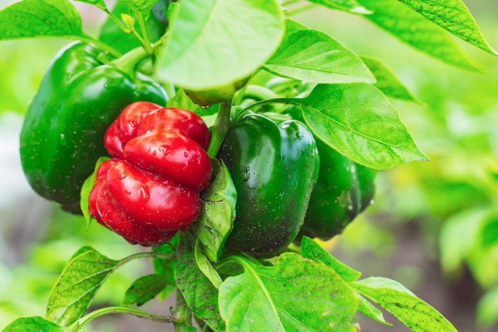 Gute Pflanzen Nachbarn für Paprika im Beet Beispiele