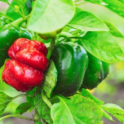 Gute Pflanzen Nachbarn für Paprika im Beet – Beispiele