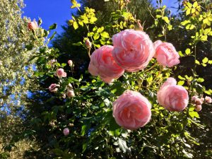 Schöne gepflegte Rosen im Garten sind schön anzusehen! Bild: @sunemilysun via Twenty20