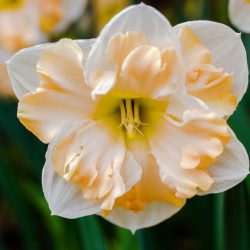 Tulpen und Narzissen: Nur Blätter aber keine Blüten – Gründe