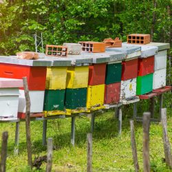 Wie weit müssen Bienen vom Nachbarn entfernt sein? – Österreich – Bienen halten