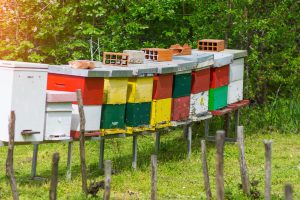 Bienenstöcke - Regeln und Gesetze im Bezug auf Abstand zu Nachbarn berücksichtigen! Bild: @LittleIvan via Twenty20