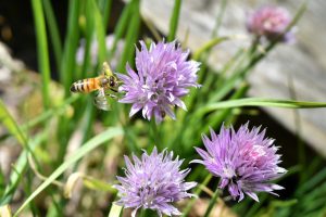 Im Garten die richtigen Pflanzen, Stauden, Blumen für Bienen anlegen und mit einem bienenfreundlichen Garten Bienen unterstützen - Save the bees! Bild: @Anyra via Twenty20