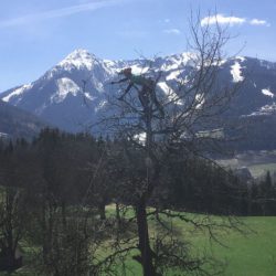 Baumpflege in der Steiermark – auch Bäume wollen gepflegt werden