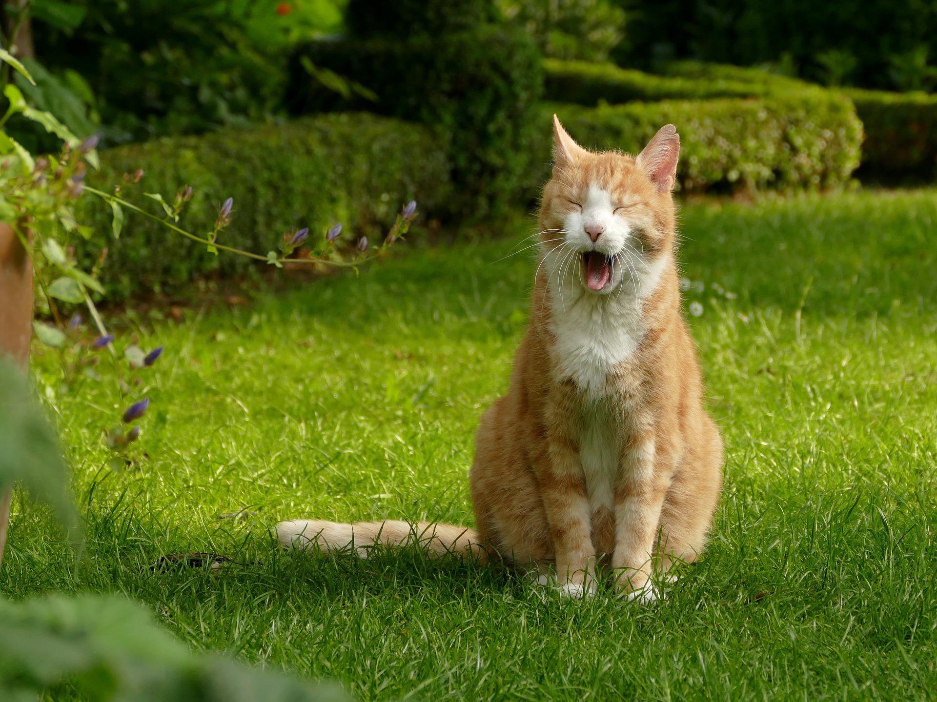Tipp: Den eigenen Garten für Katzen sicher gestalten mit unseren Tipps & den Infos aus den Videos!