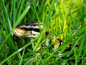 Schlangen im Garten vertreiben und vermeiden! - Tipps beachten!