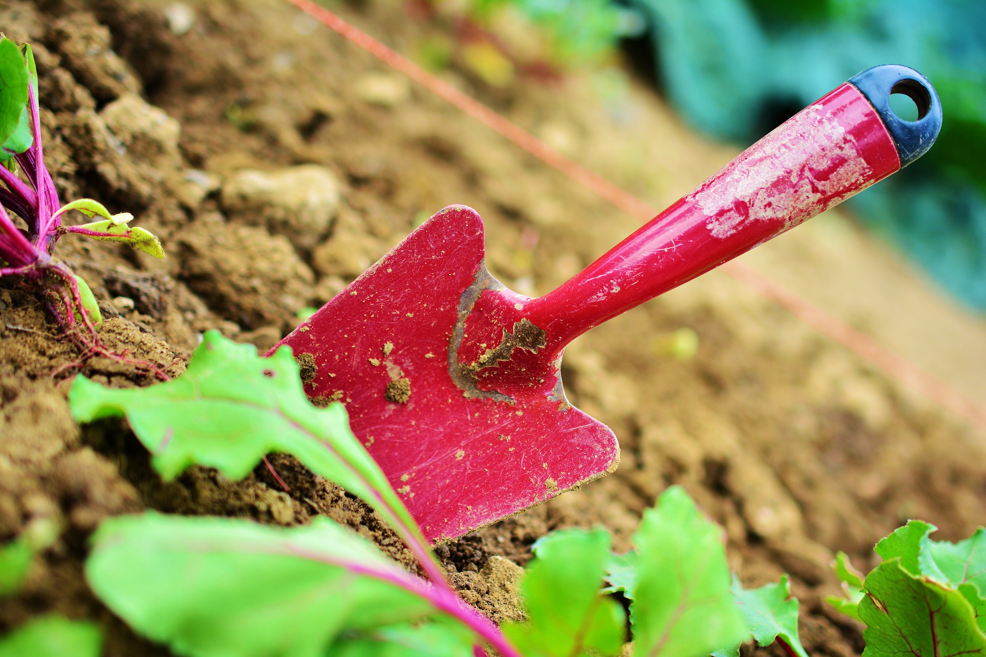 Rüsselkäfer - ein Problem im Garten, dass man mit Gartenarbeit lösen kann - Tipps & Hausmittel