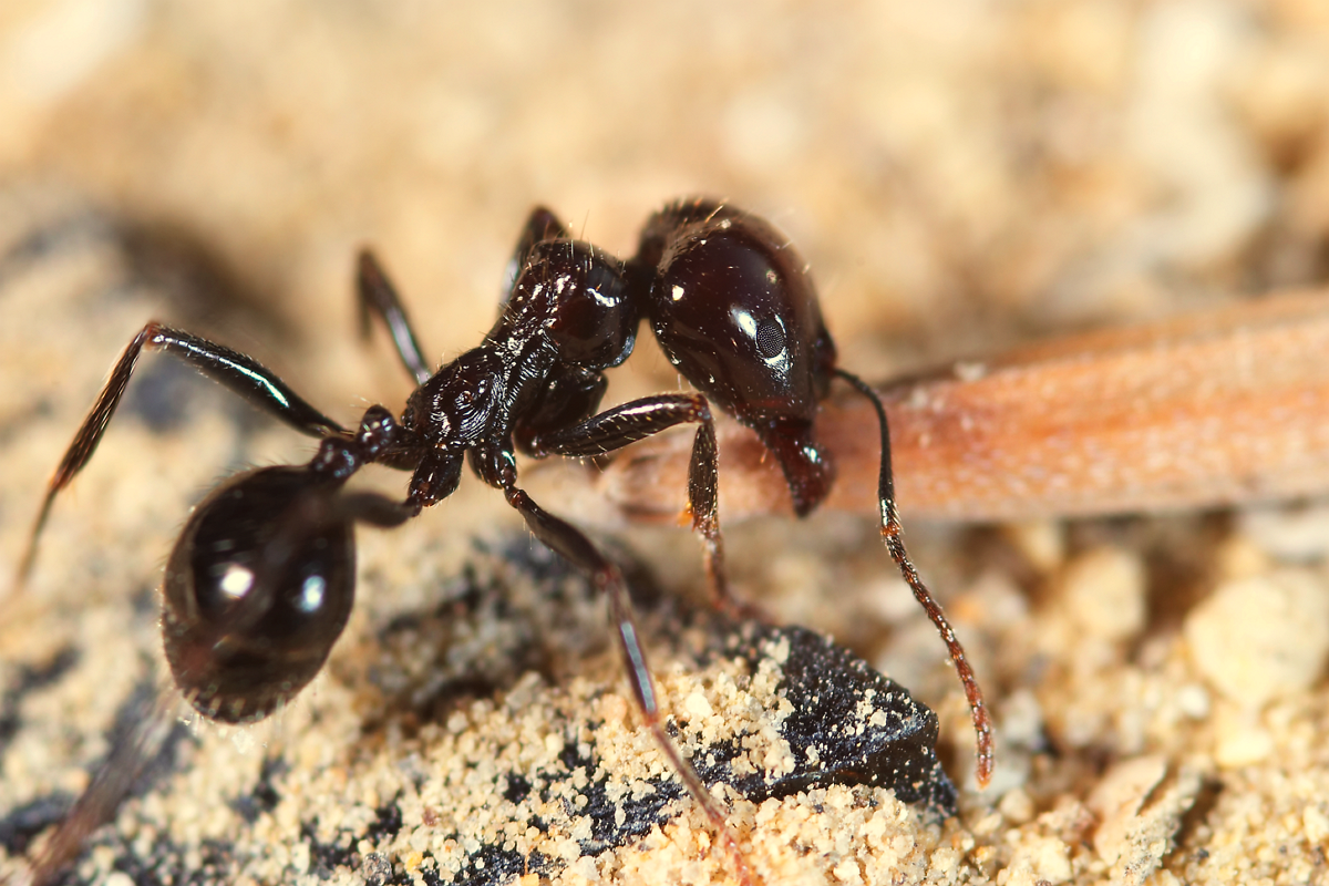 Ameisen vertreiben im Haus & Garten - 12 Hausmittel nutzen in unserem Ratgeber