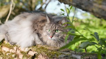Katzen aus dem Garten mit Pflanzen vertreiben - Tipps beachten