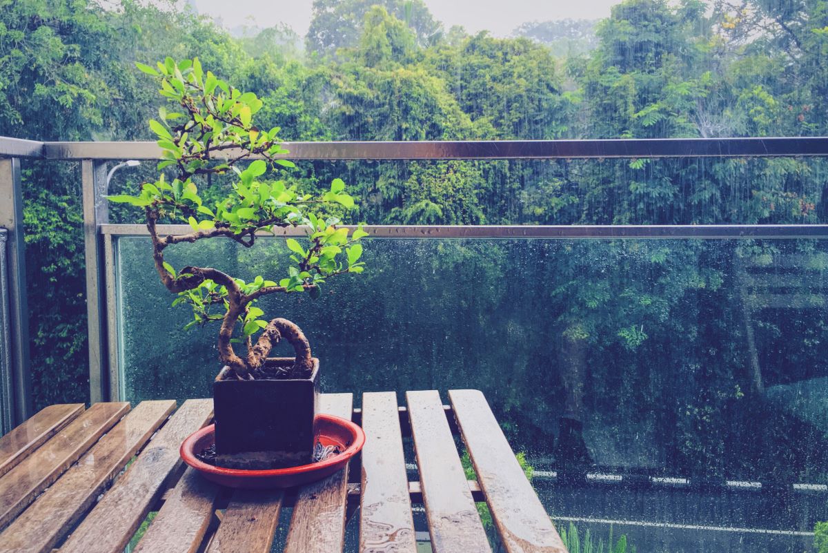 Bonsai - Mit der passenden Pflege zu schönen Bonsai für Innen & Außen